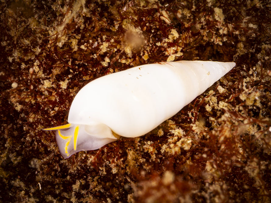 Melanella alba